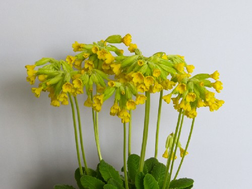Primula veris